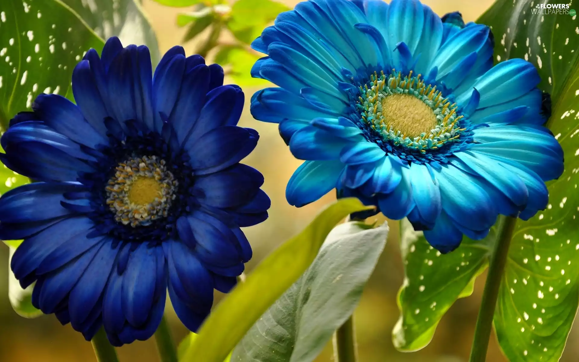 gerberas, Flowers, Blue