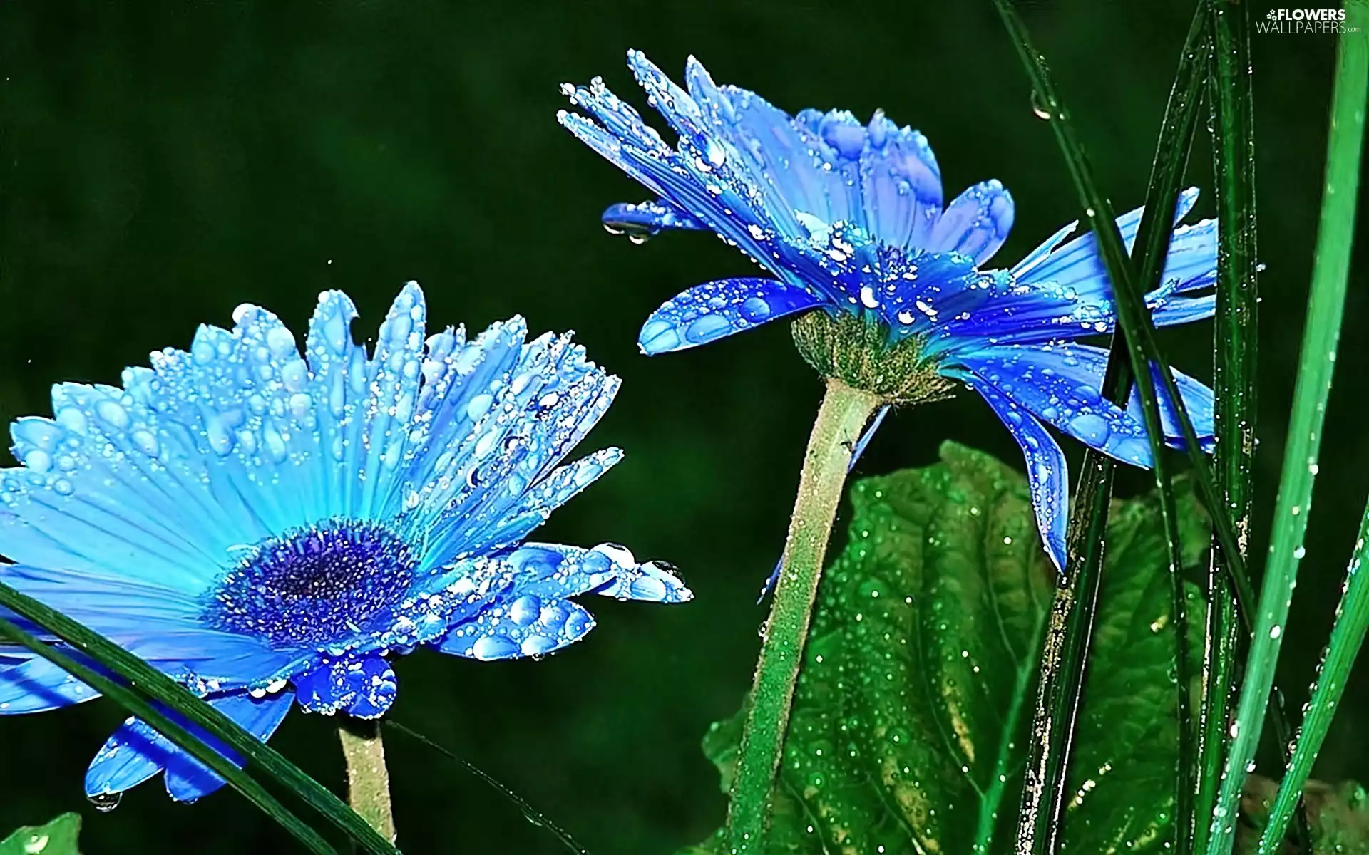 Blue, drops, rain, gerberas