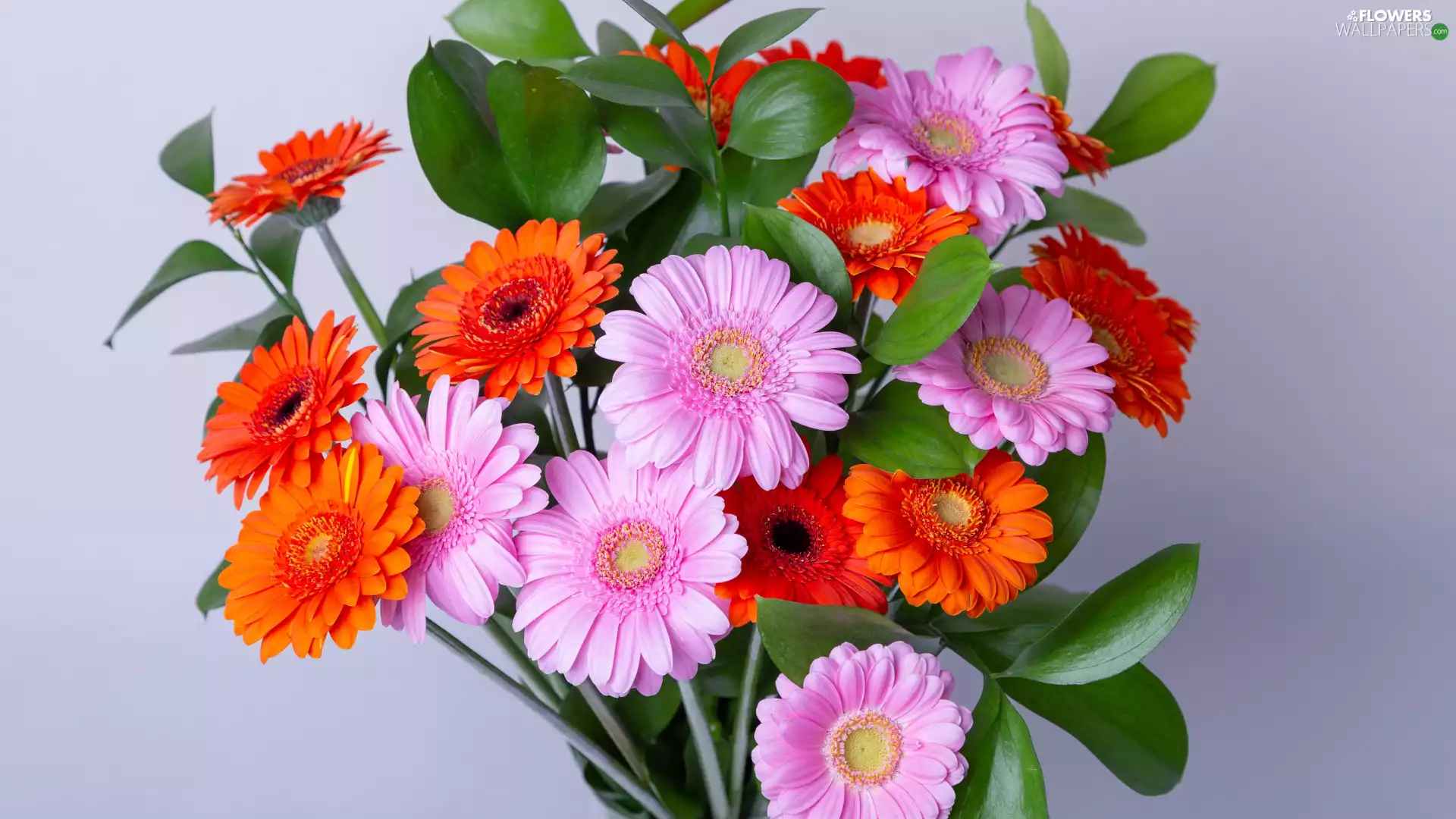 gerberas, Flowers, bouquet