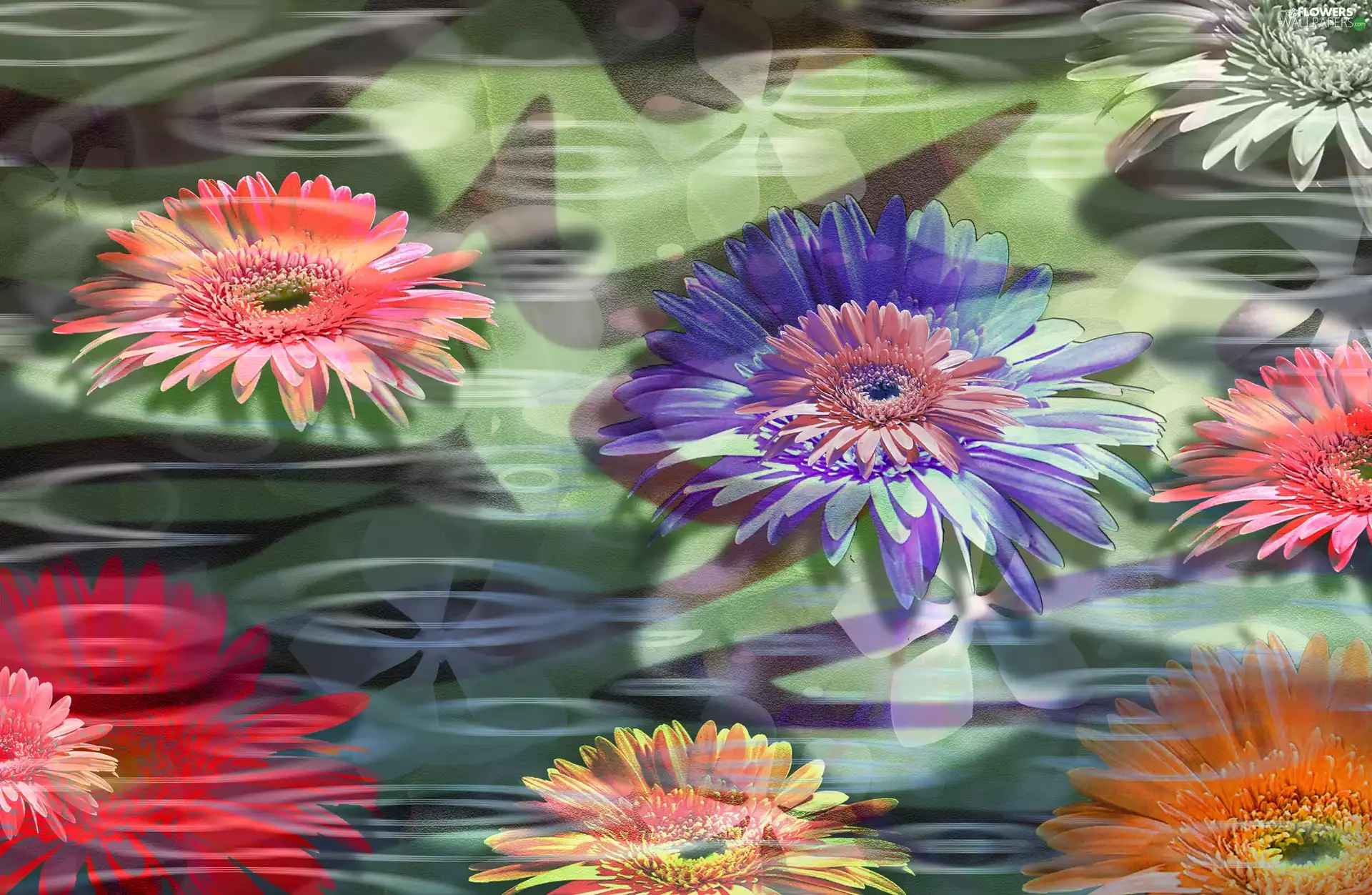 color, gerberas