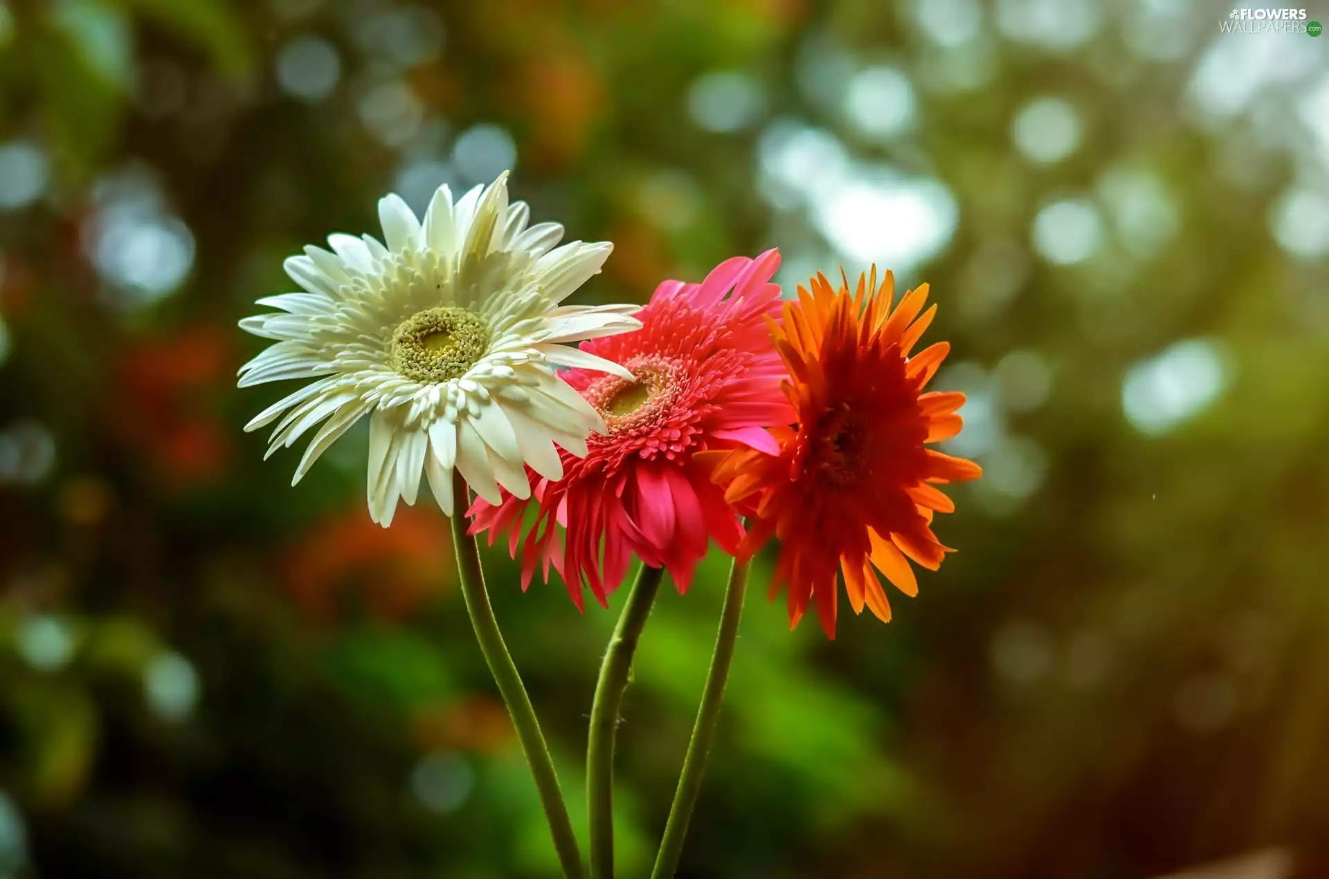 color, gerberas