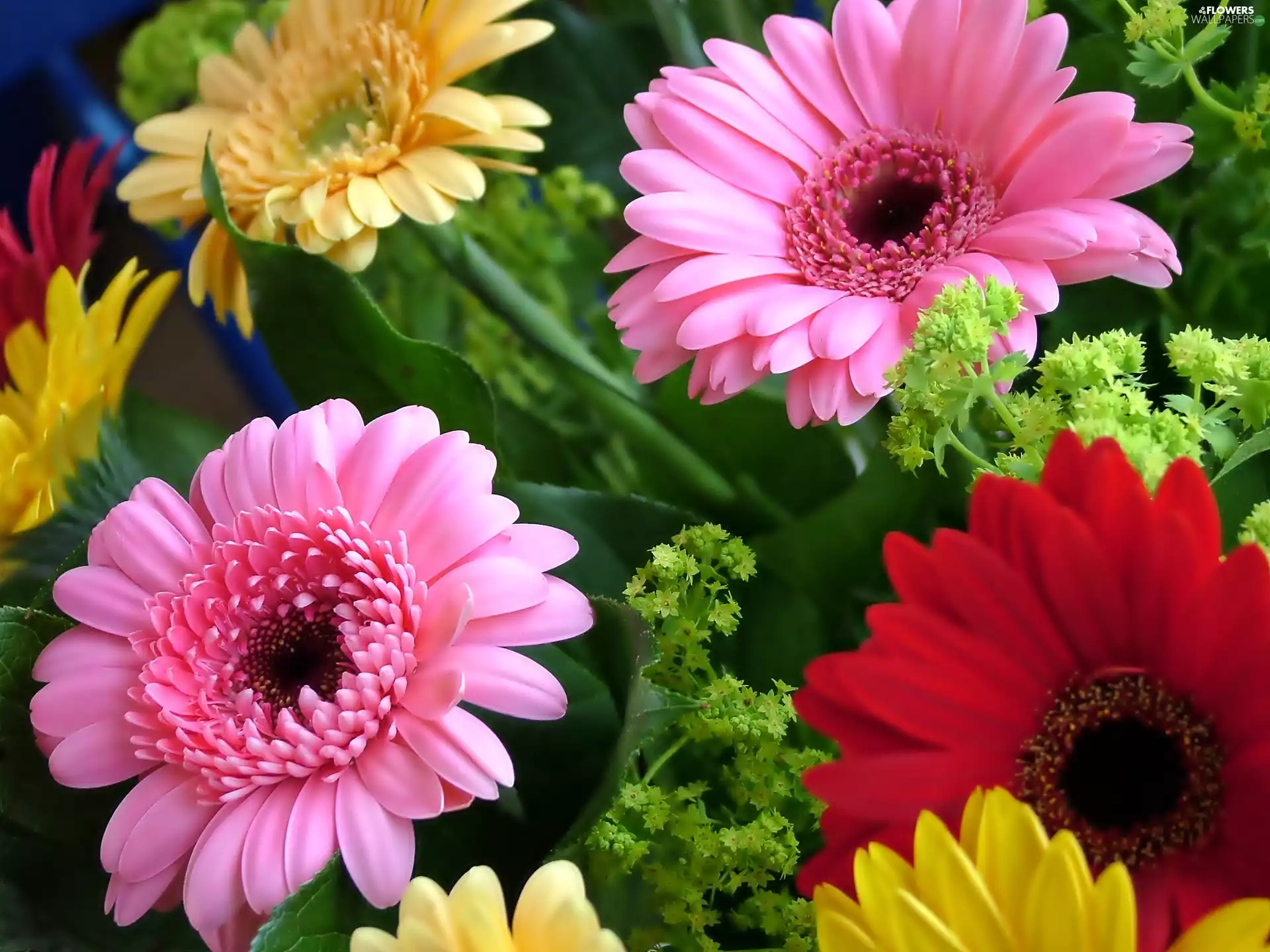 color, gerberas