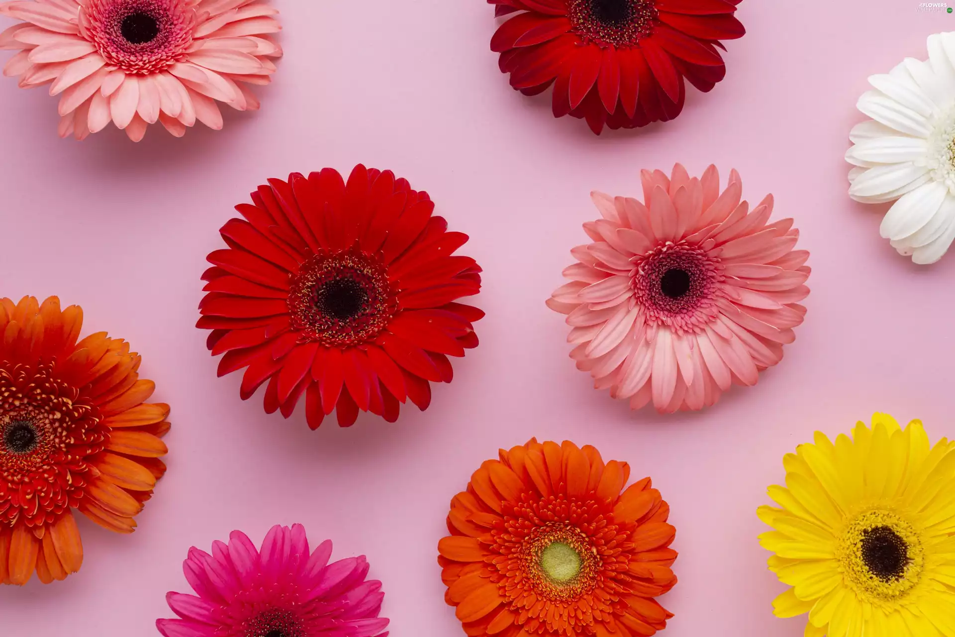 gerberas, Flowers, color