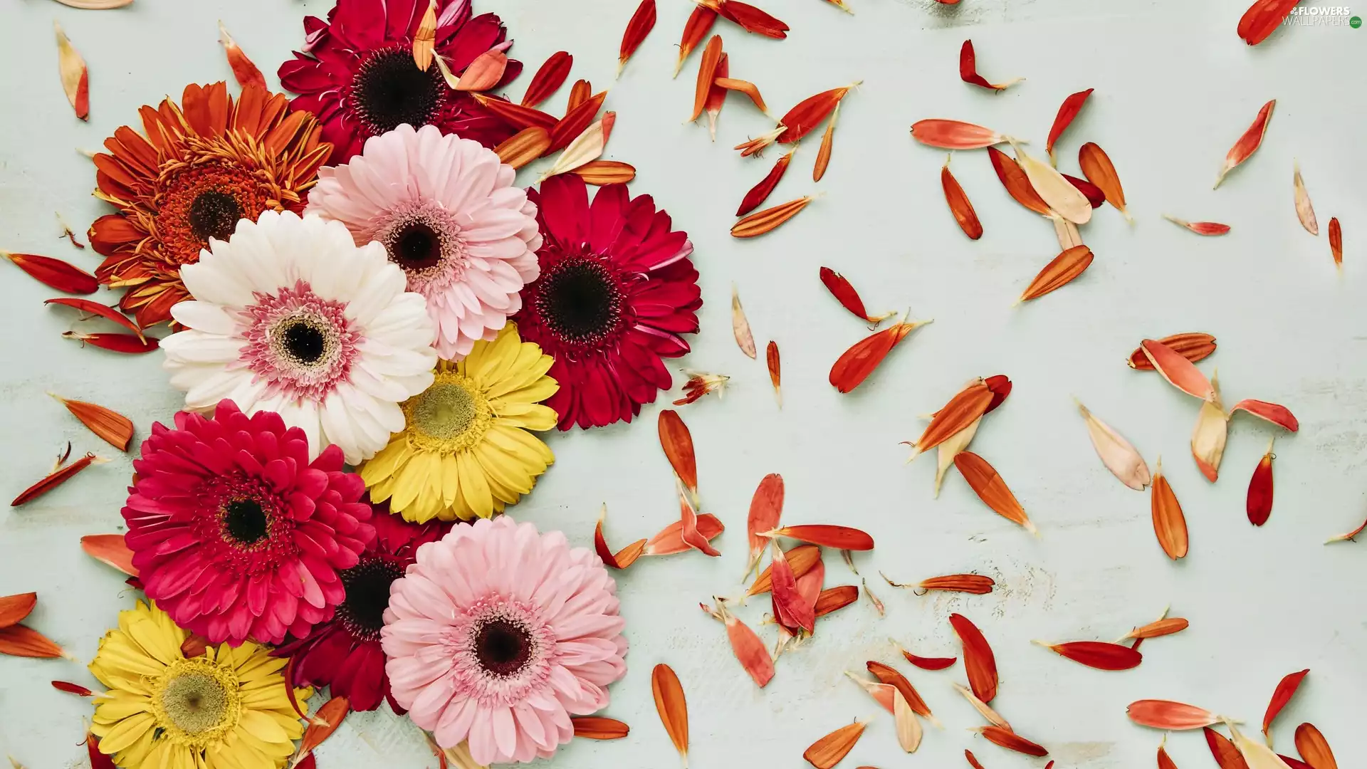 gerberas, flakes