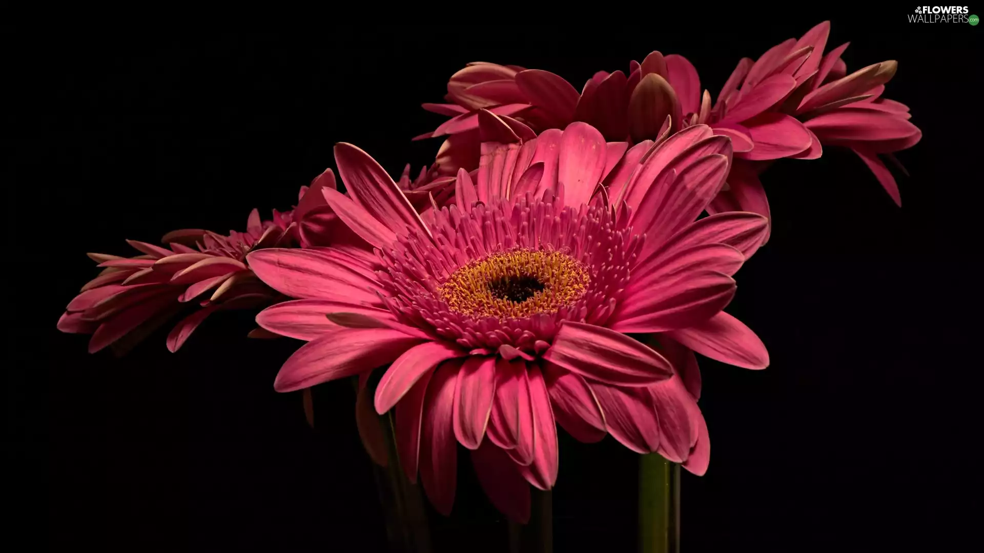 Flowers, Black, background, gerberas