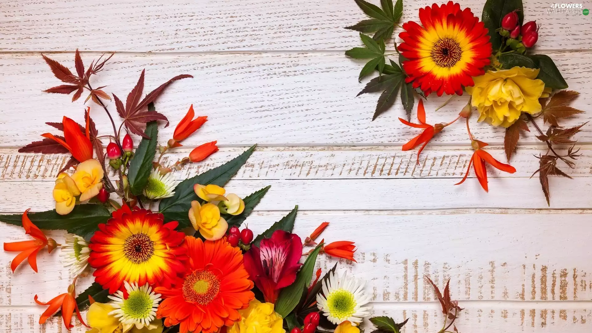 Flowers, compositions, boarding, gerberas