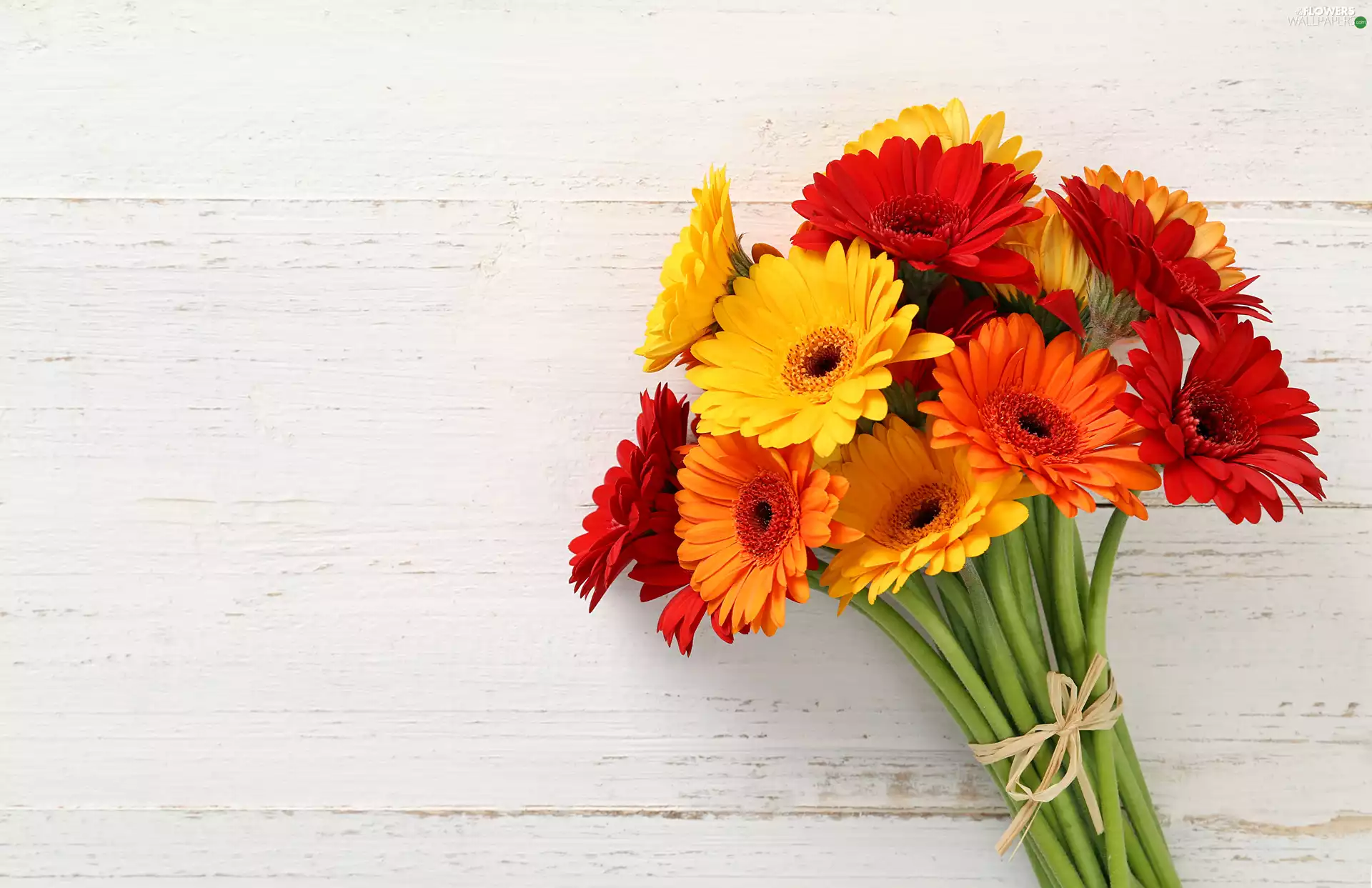gerberas, color, Flowers