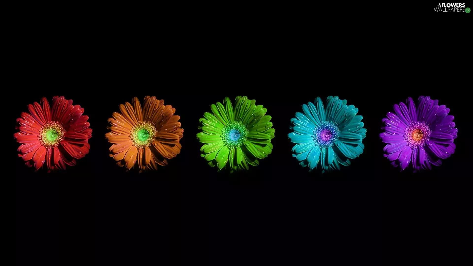 gerberas, color, Flowers