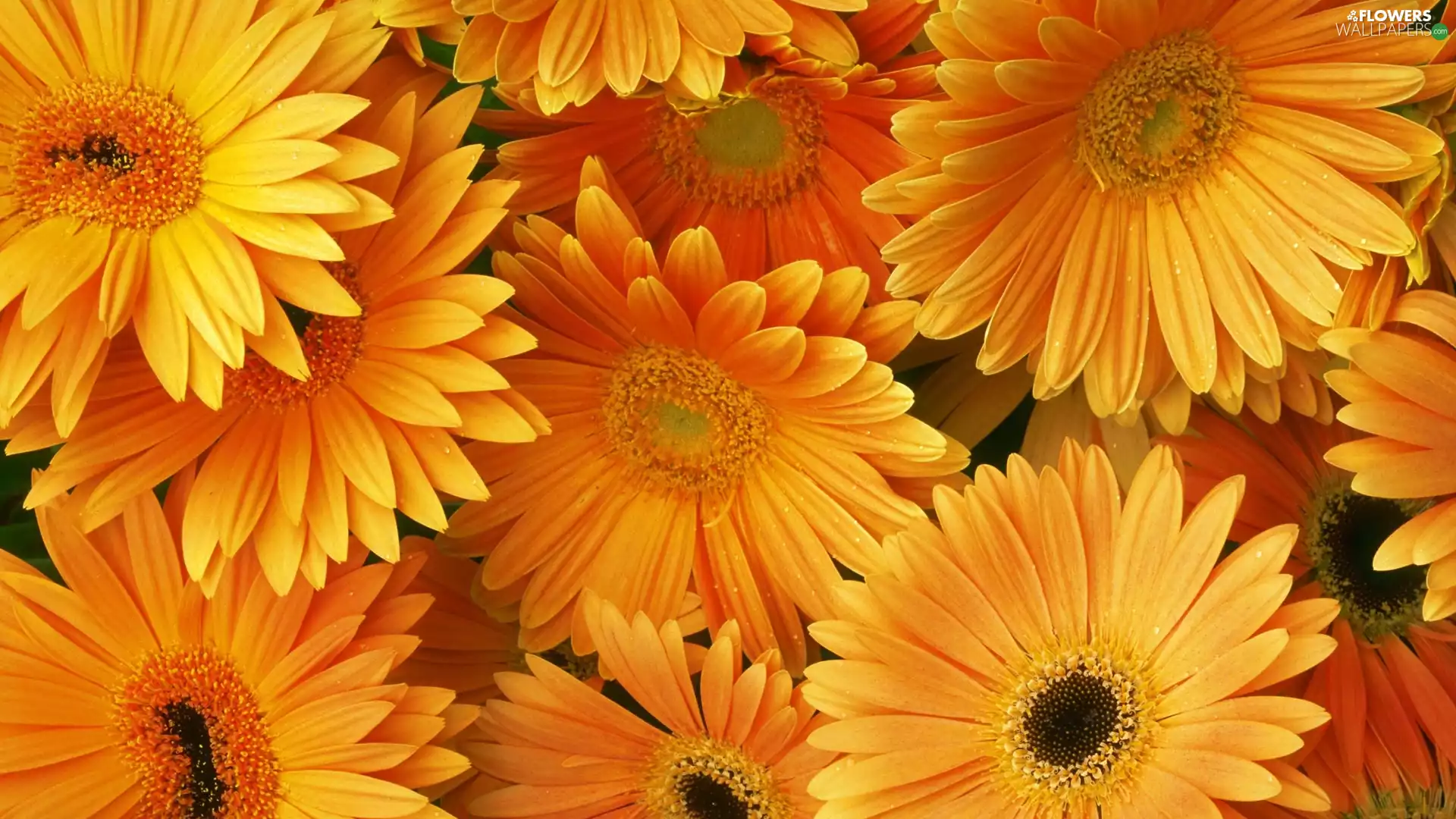 gerberas, Orange, Flowers