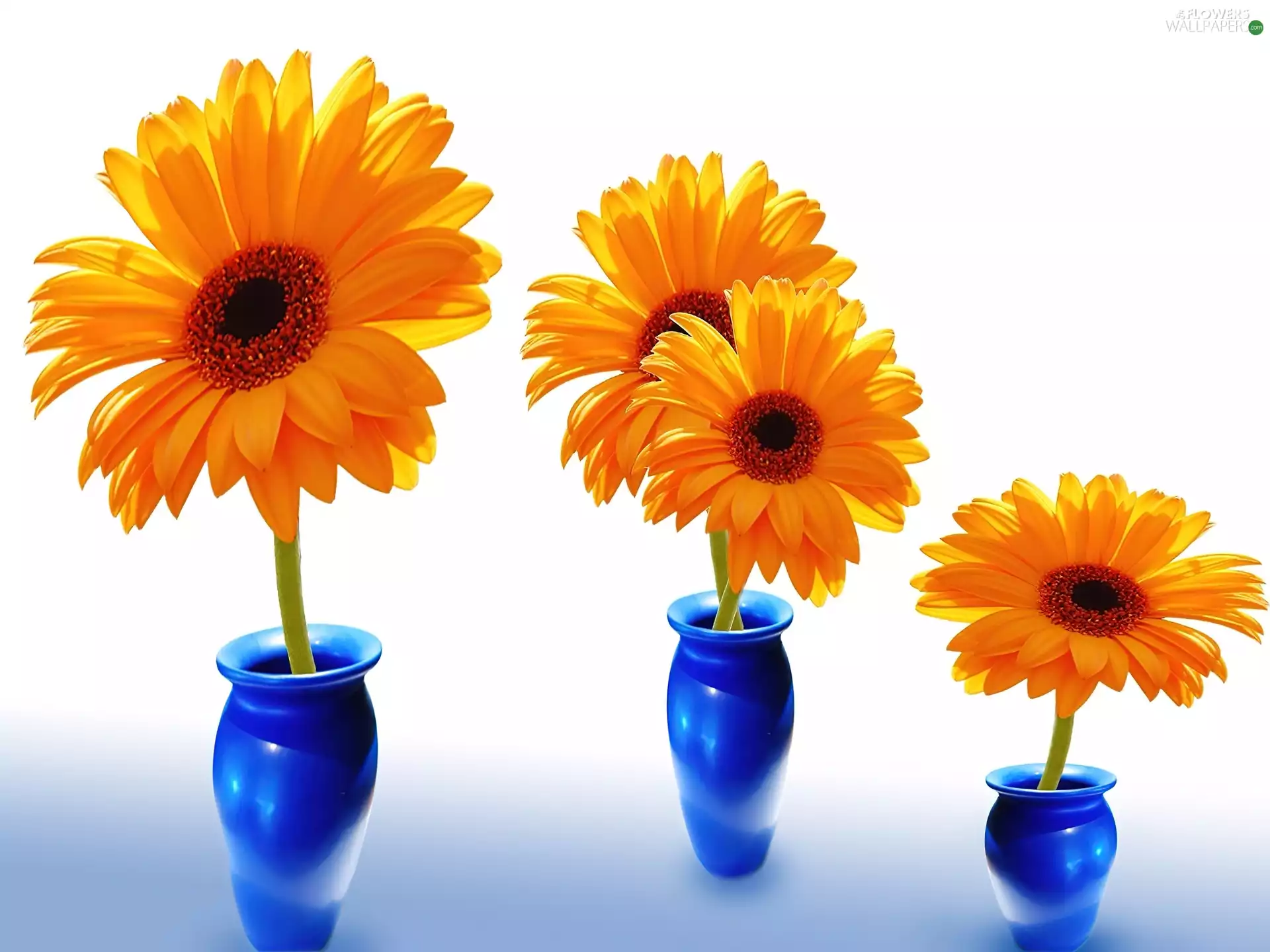 gerberas, Vase, Flowers