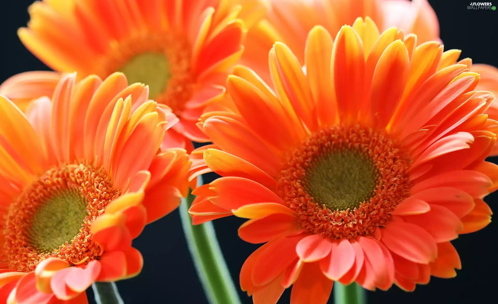 gerberas, Flowers