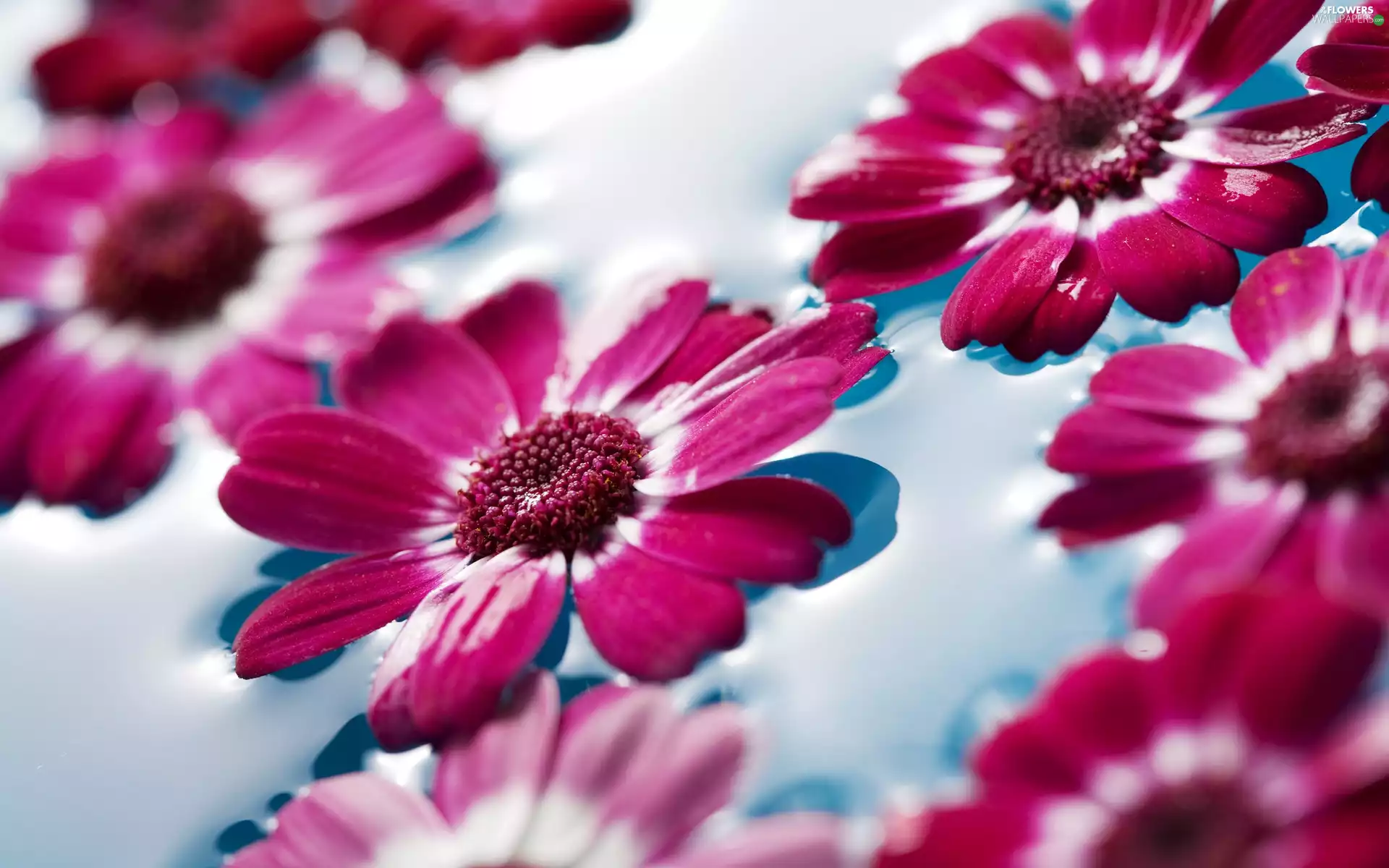 heads, water, gerberas, flowers