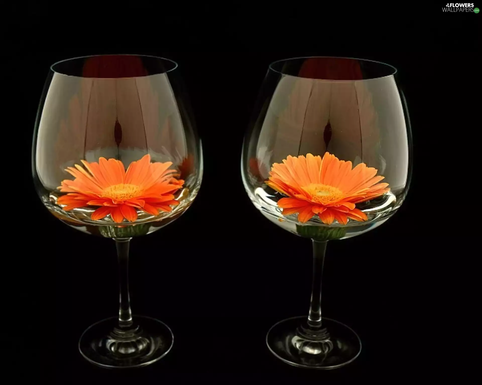 Lights, Two cars, gerberas