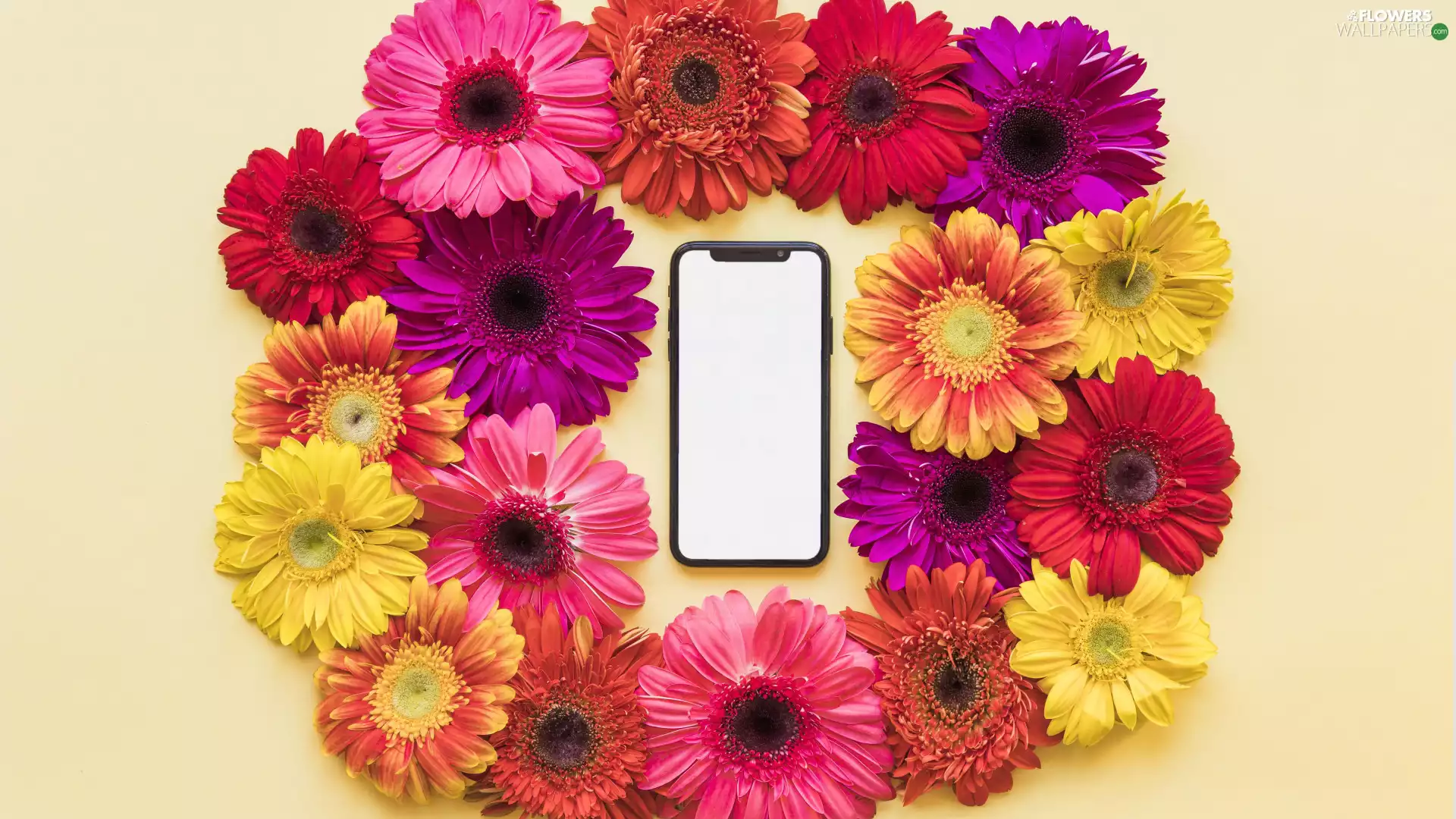 Flowers, gerberas, mobile phone, color