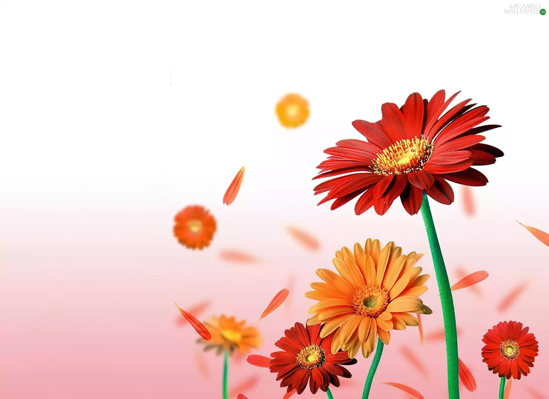 gerberas, Red, Orange
