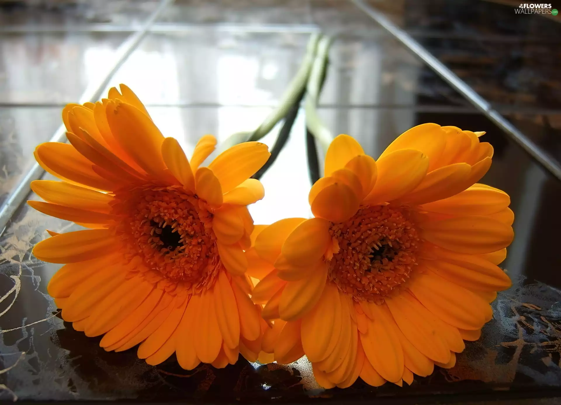 gerberas, Two, Orange
