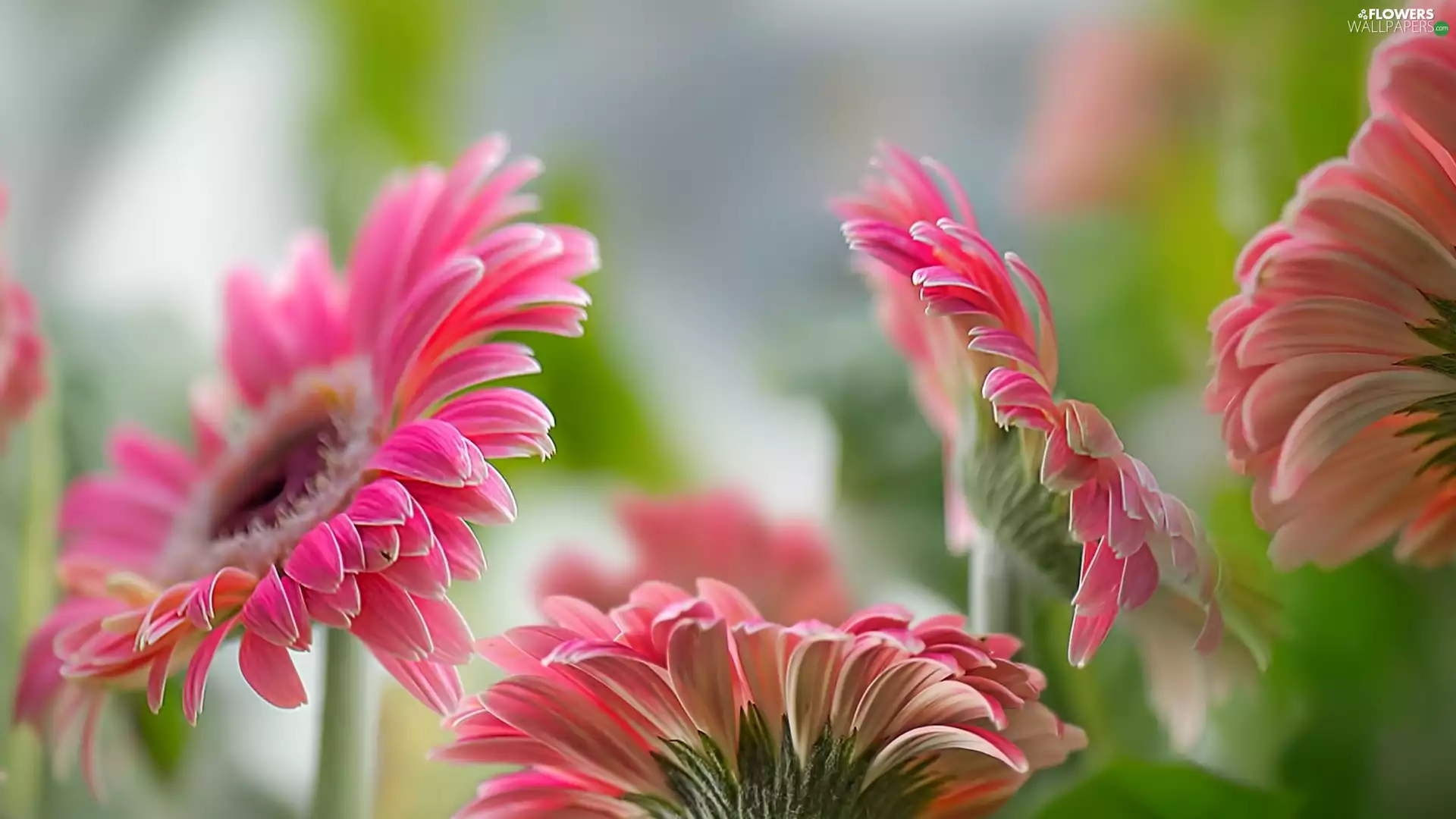Pink, gerberas