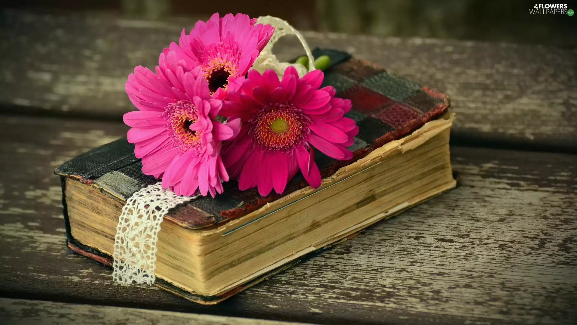 Pink, Book, boarding, gerberas