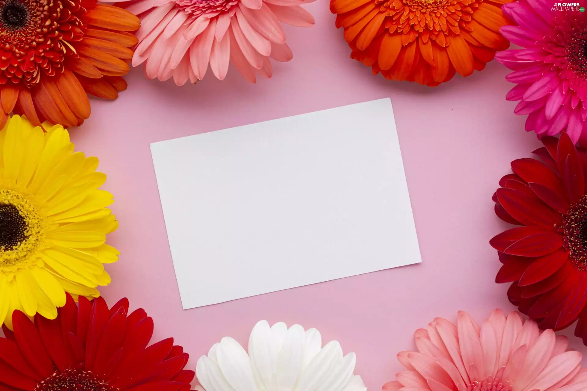 White, color, Pink, gerberas, Flowers, card, background