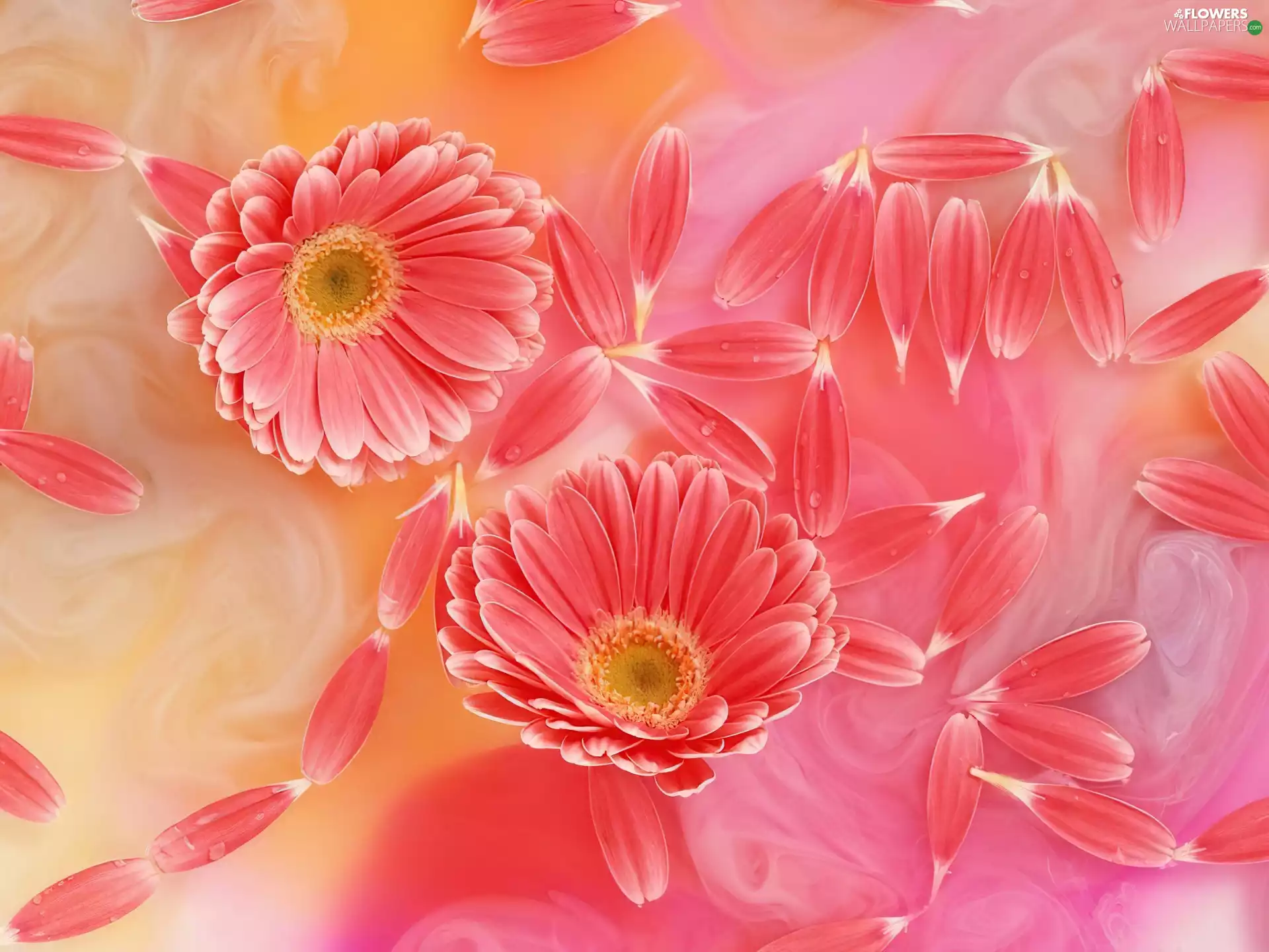 Pink, flakes, flowers, gerberas