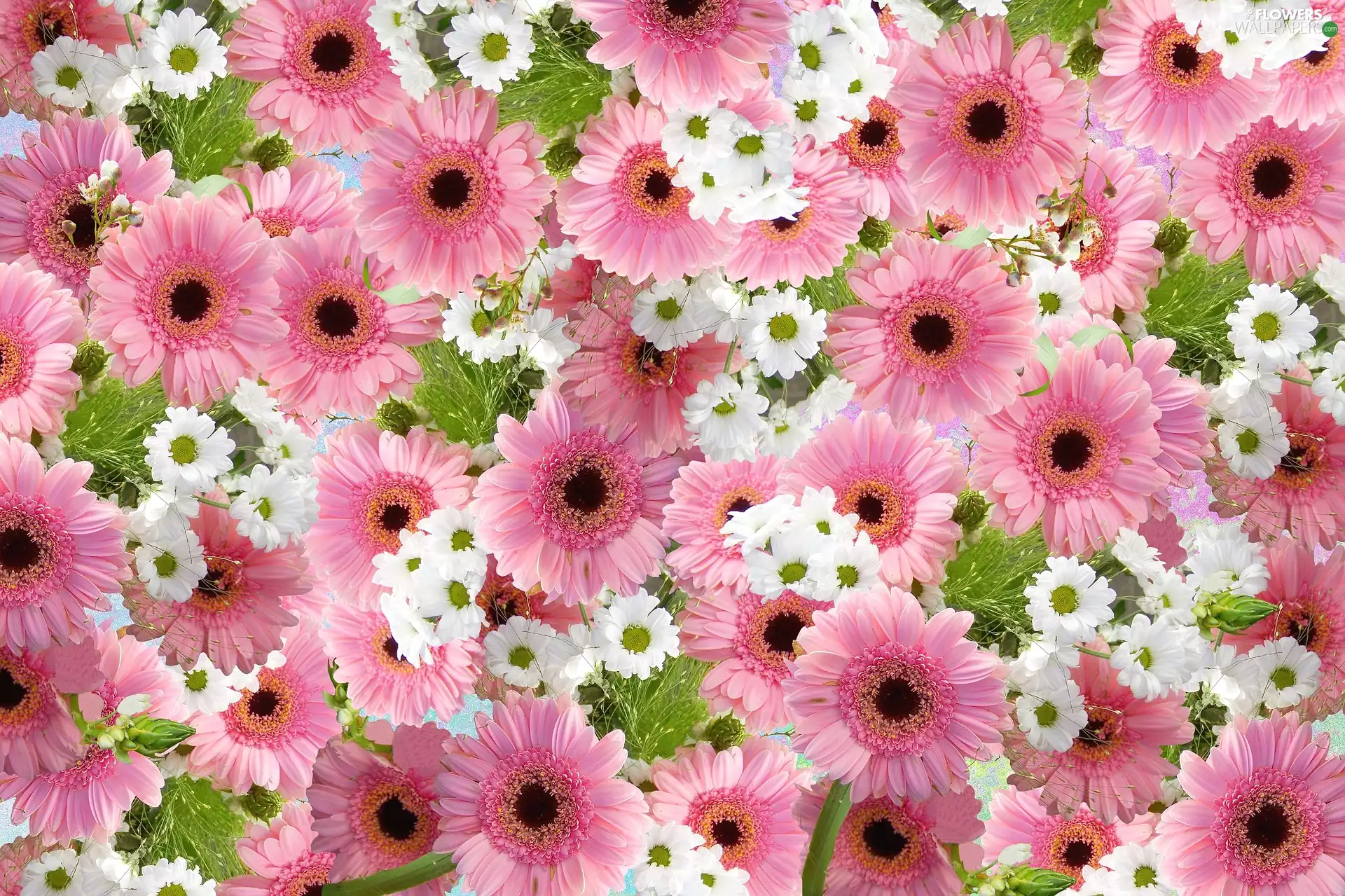 Pink, daisy, texture, gerberas