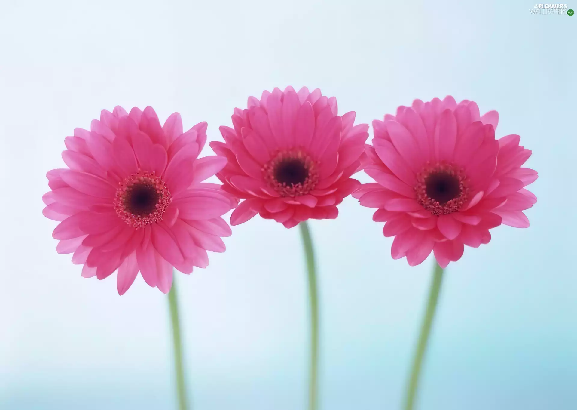 gerberas, Three, Pink