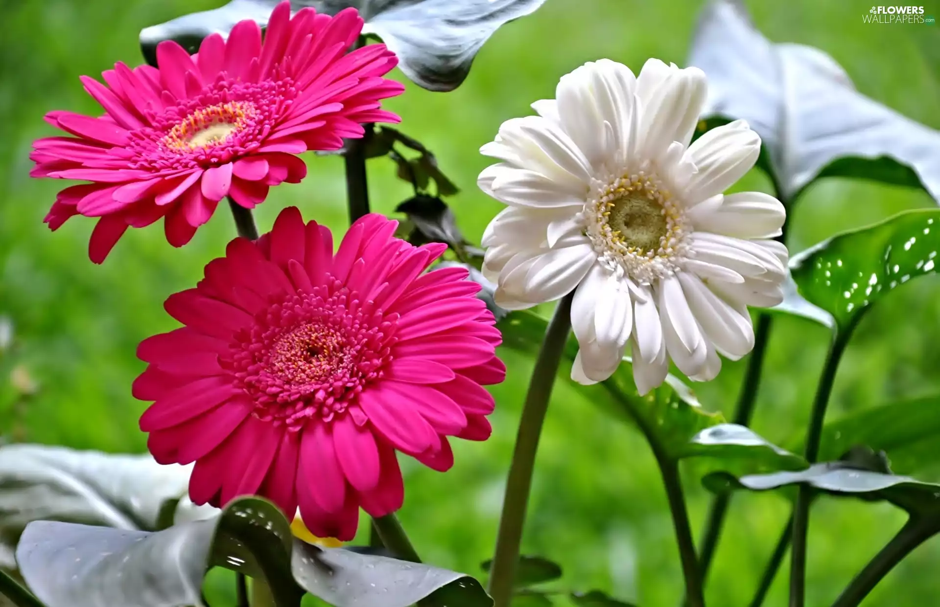 gerberas, White, Pink