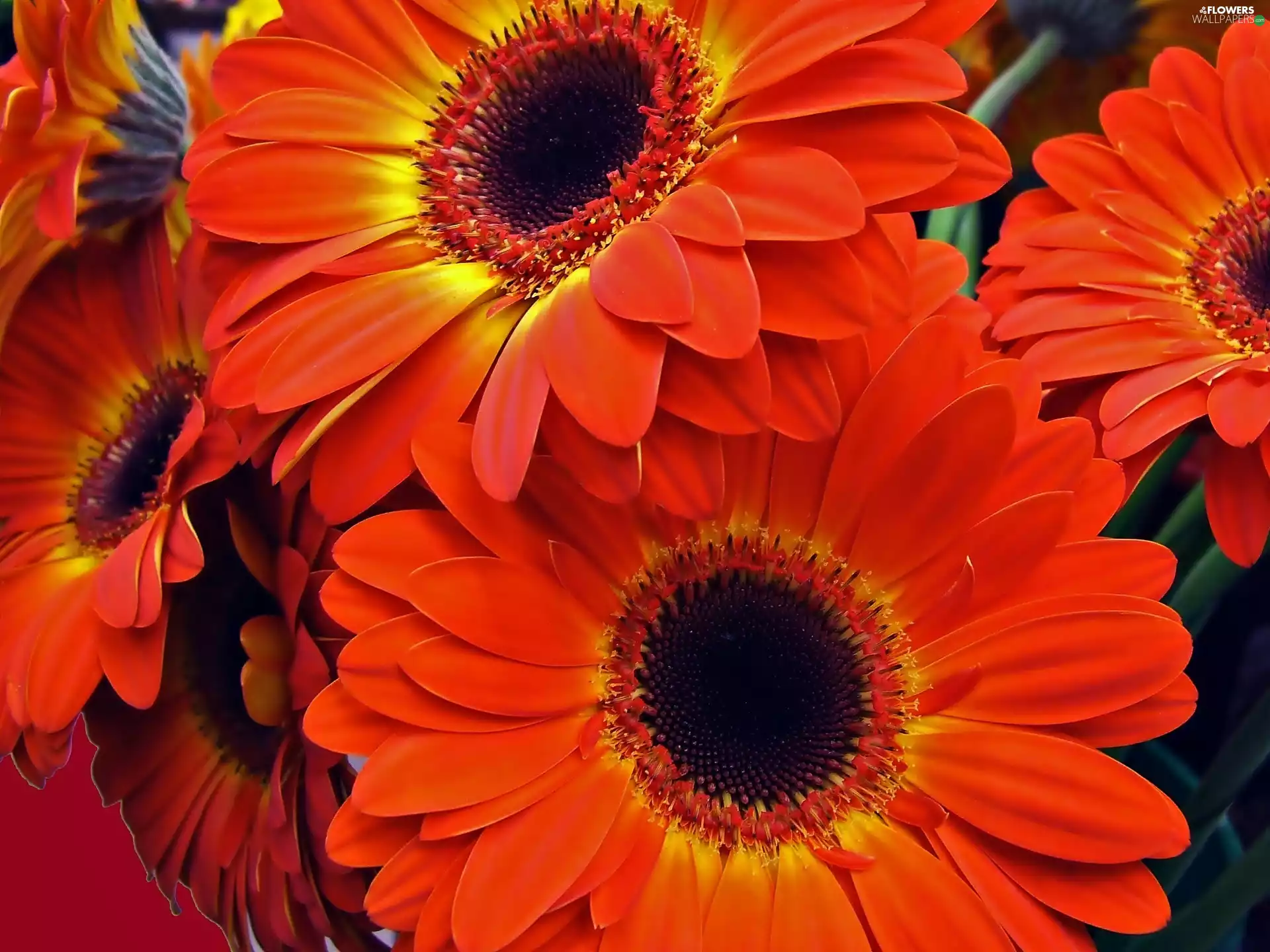 Red, gerberas