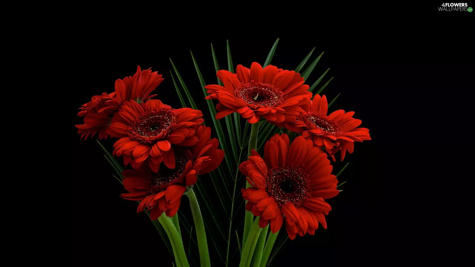 Red, Black, background, gerberas