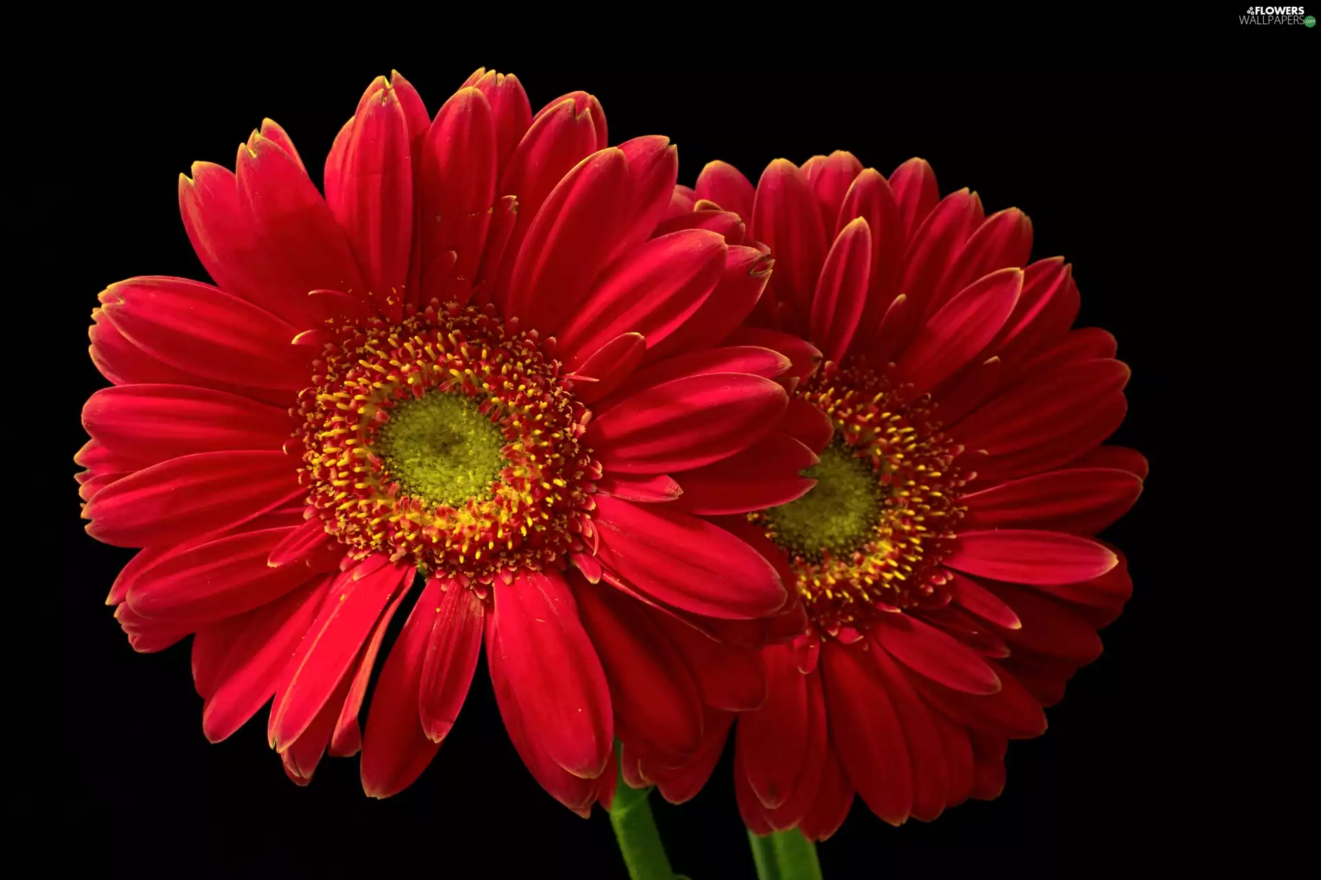 gerberas, Two, Red