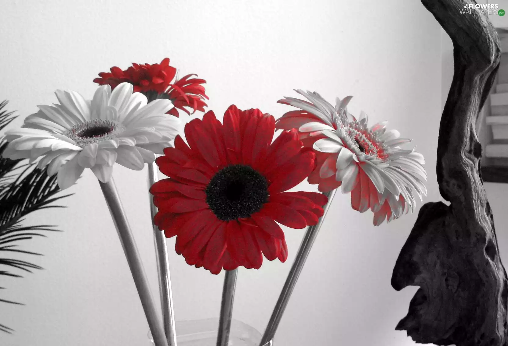 gerberas, White, Red