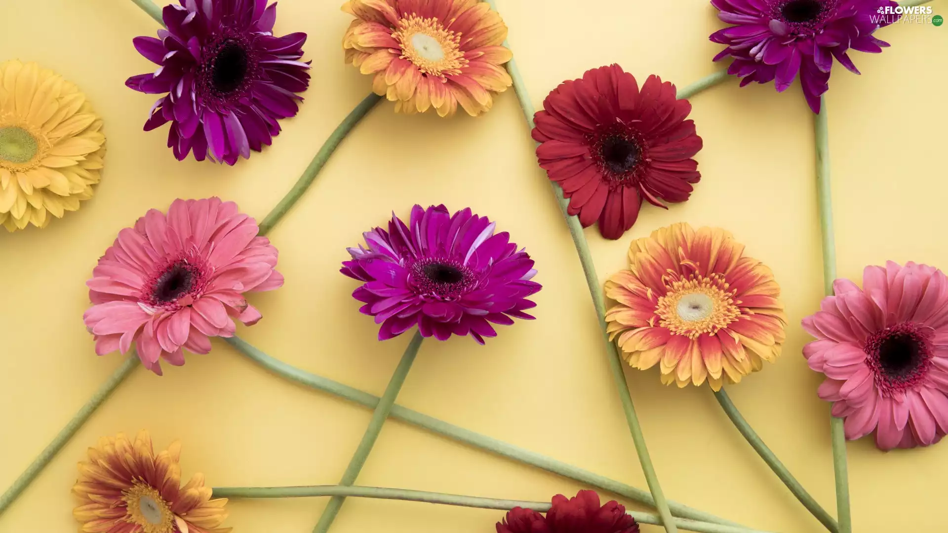 scattered, color, Flowers, gerberas