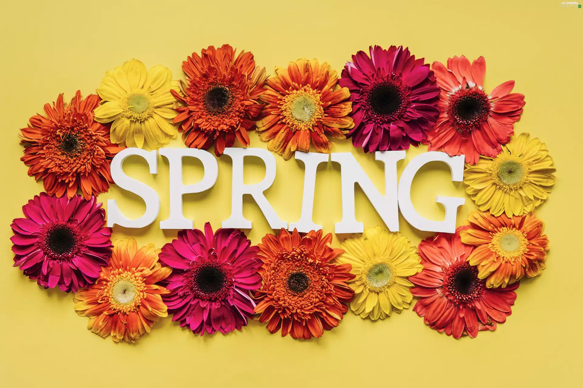 Flowers, gerberas, text, Spring, Spring