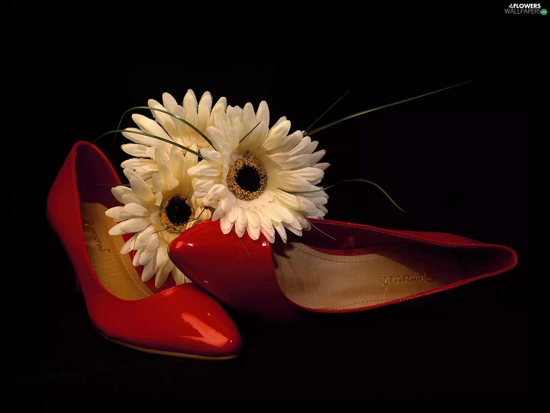 White, Red, booties, gerberas