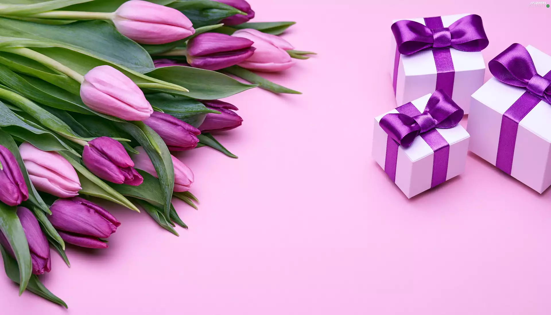 gifts, purple, Tulips