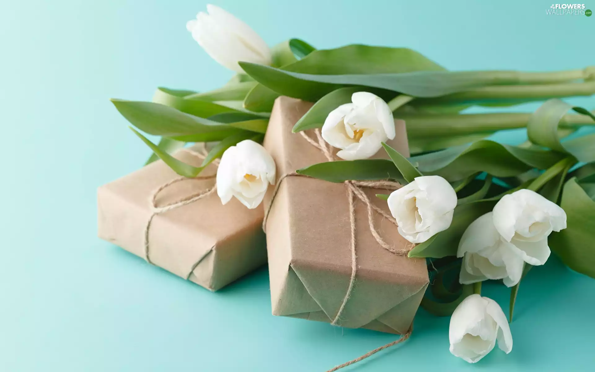 gifts, White, Tulips