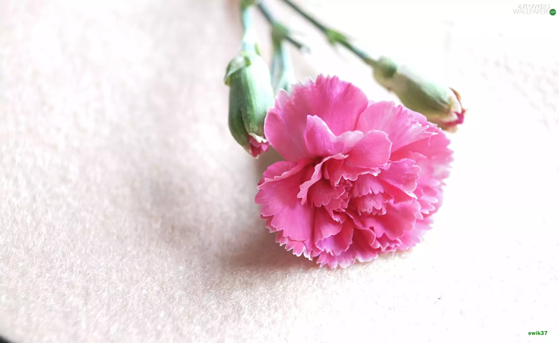 Pink, Gillyflower