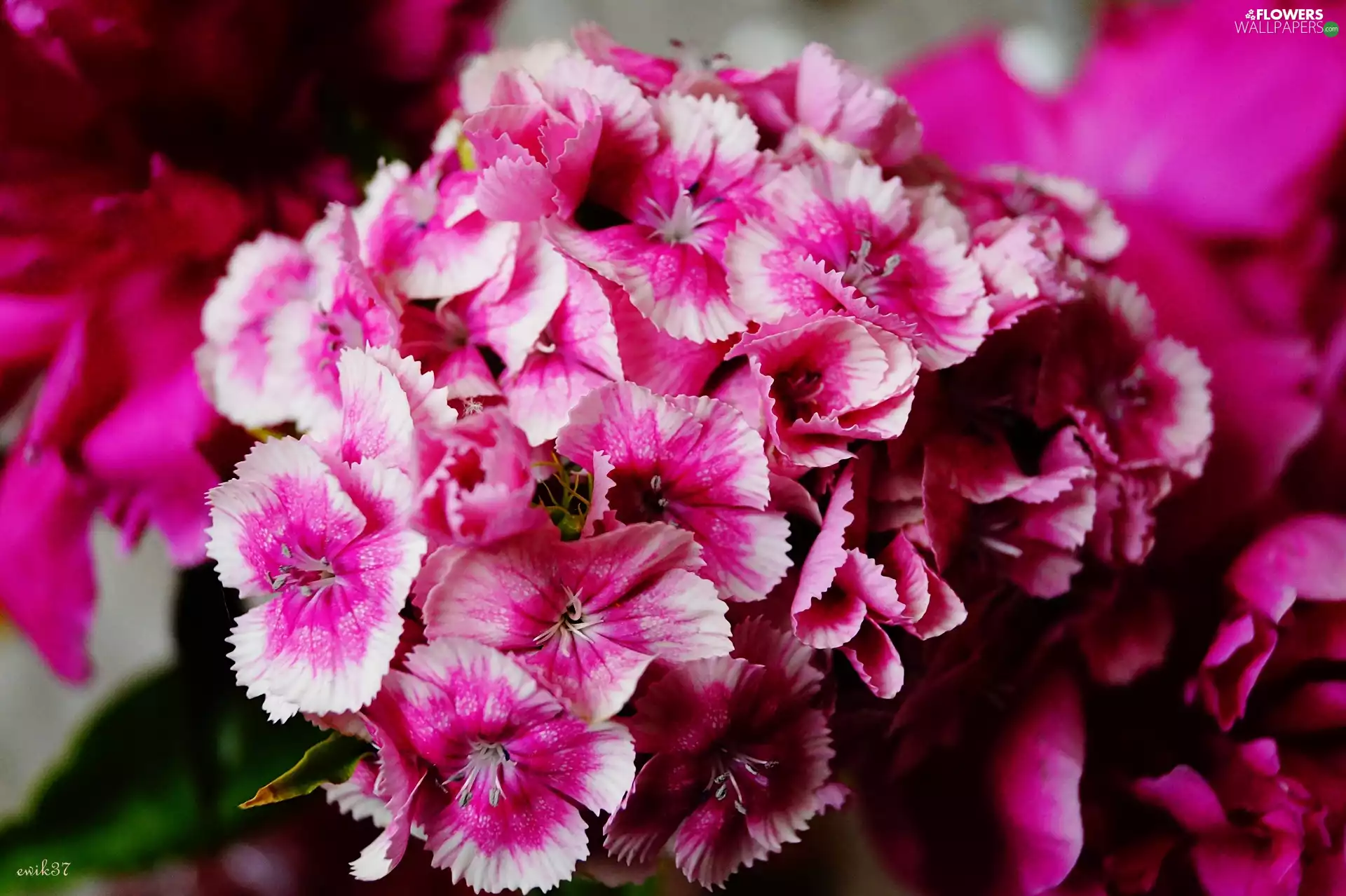 Gillyflower, pink, White