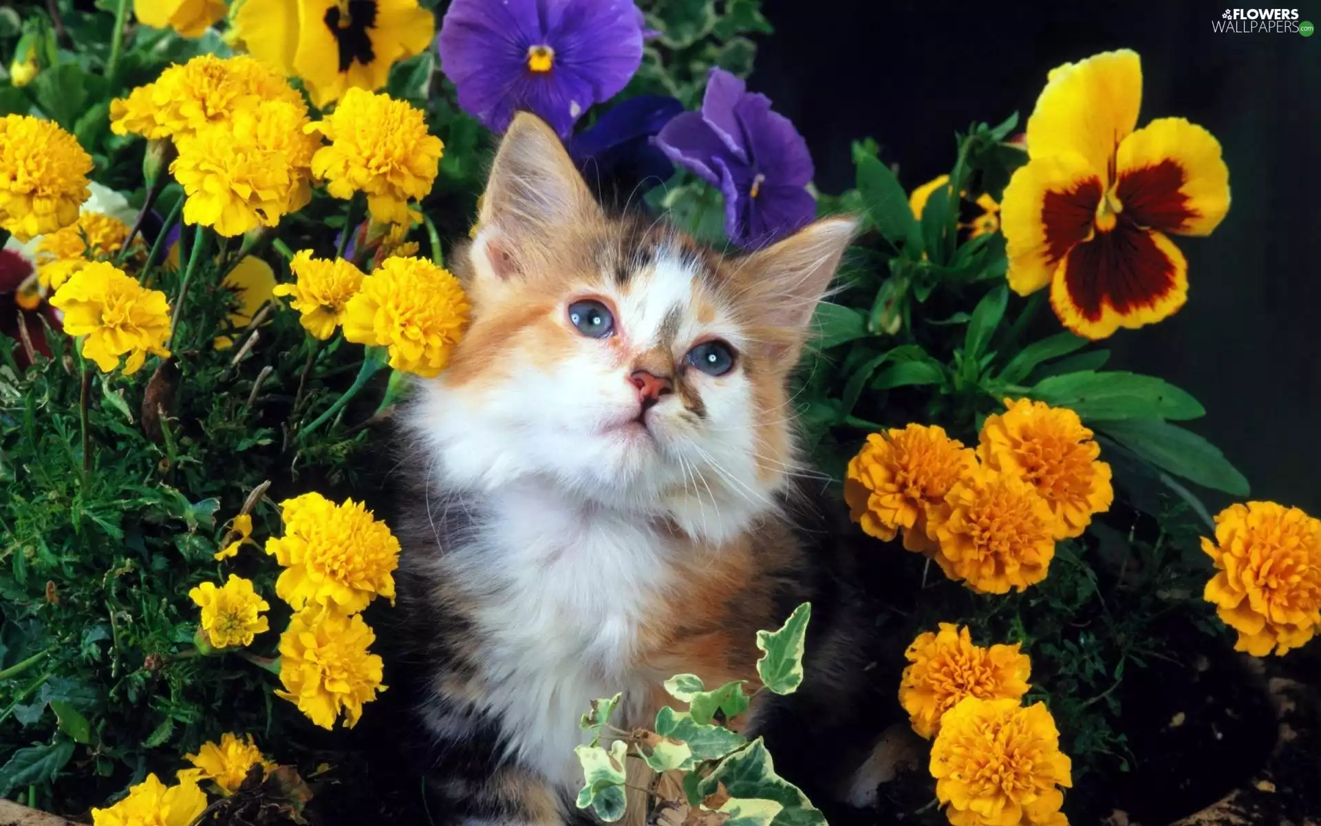 white, kitten, Flowers, ginger