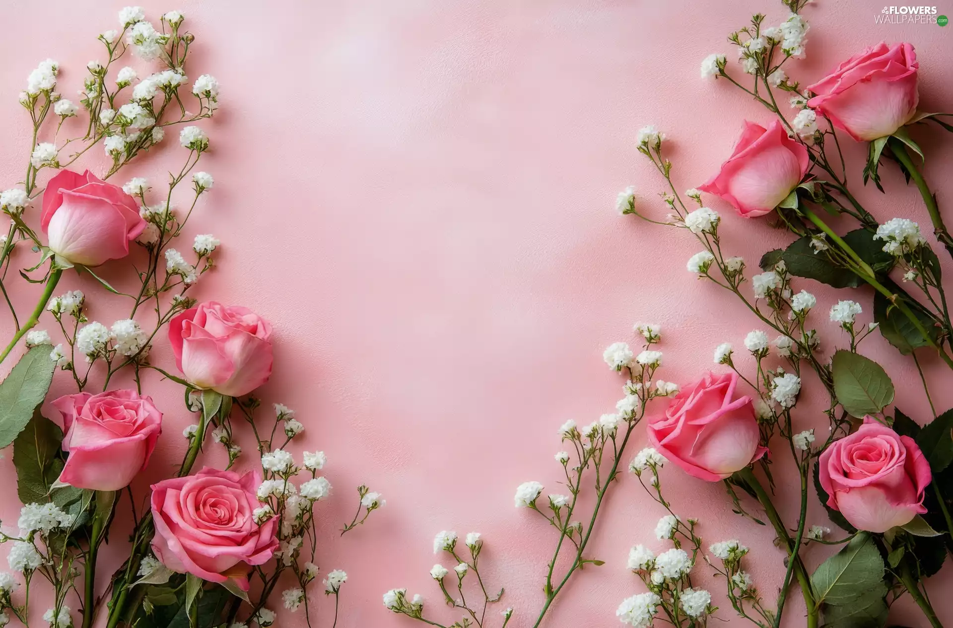 White, Gipsówka, Pink, roses, Flowers