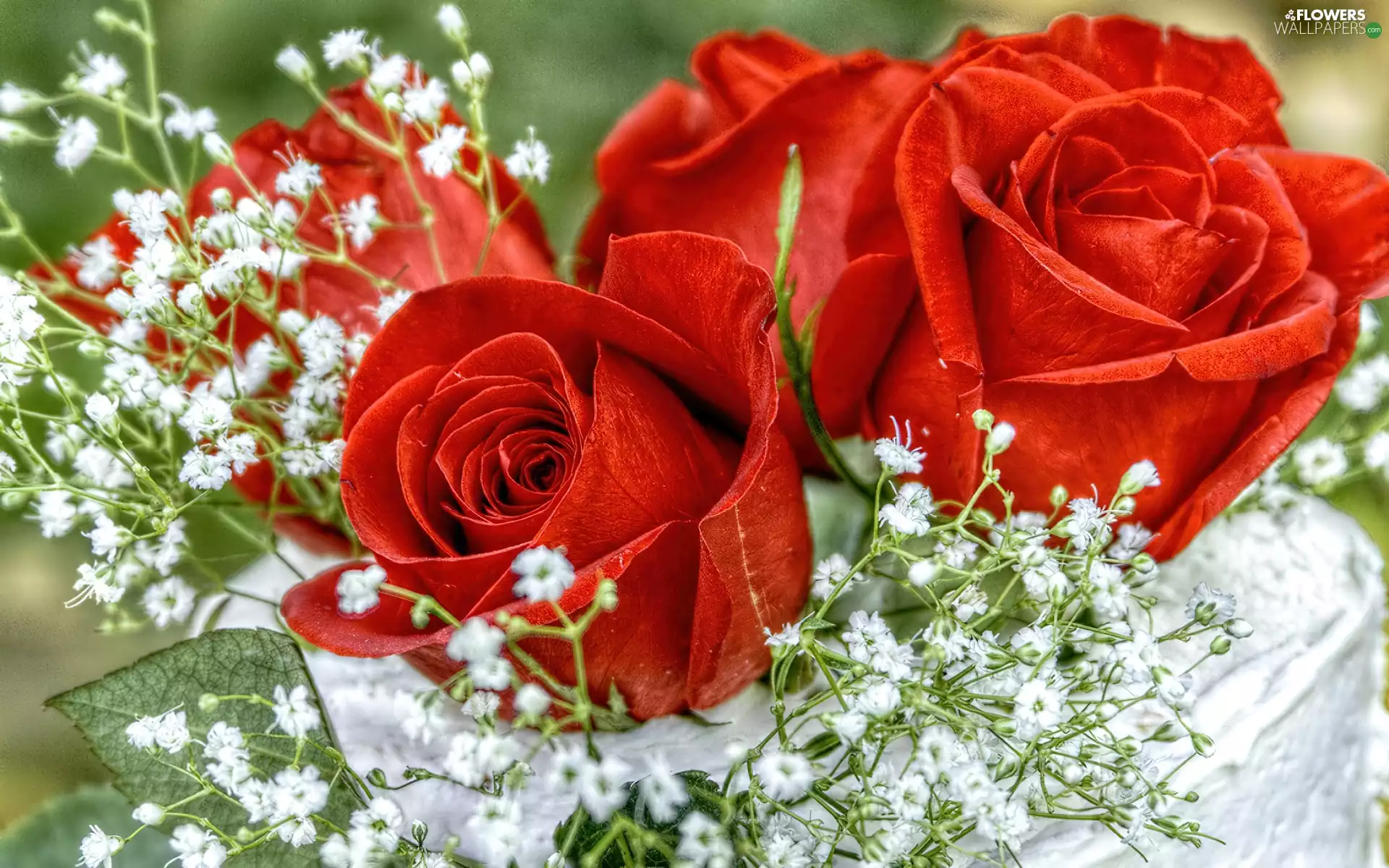 White, Gipsówka, Red, roses, beatyfull