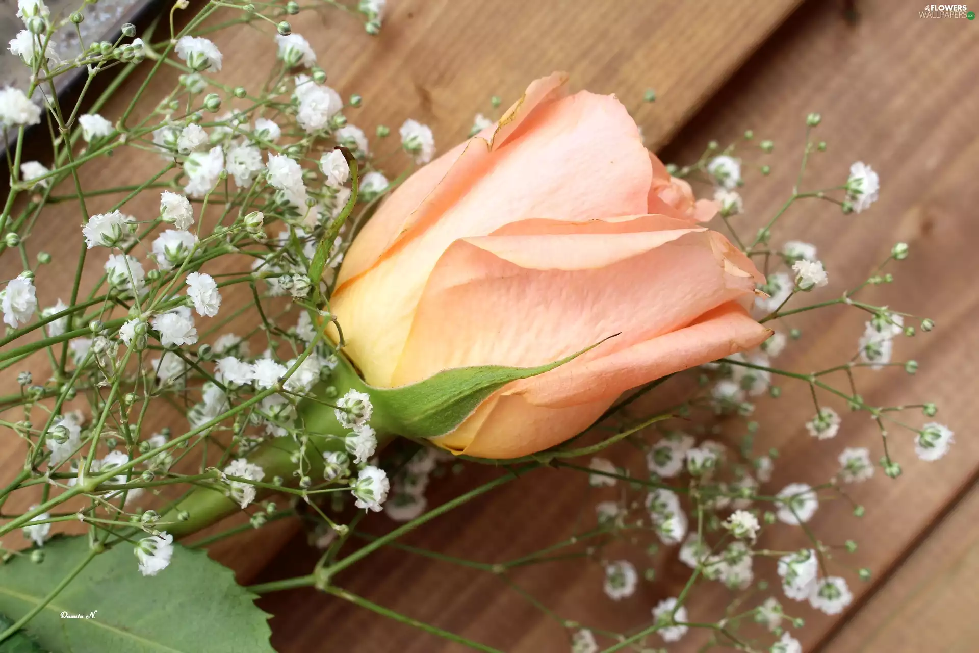 Gipsówka, rose, tea