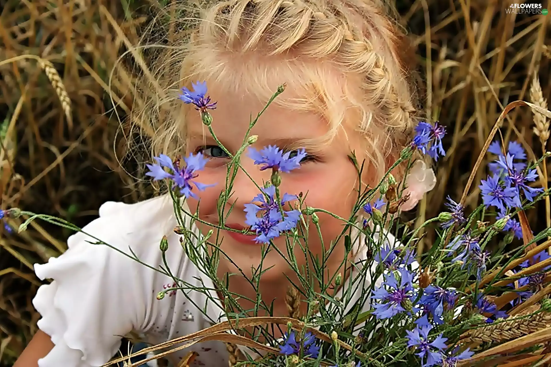 summer, Meadow, cornflowers, girl