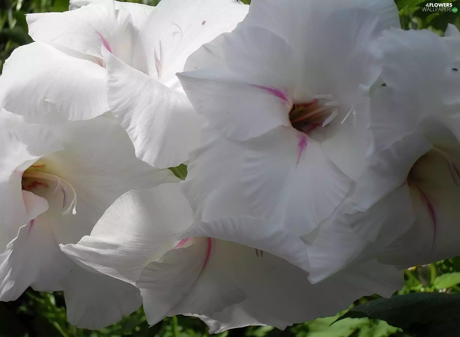 White, Gladiola