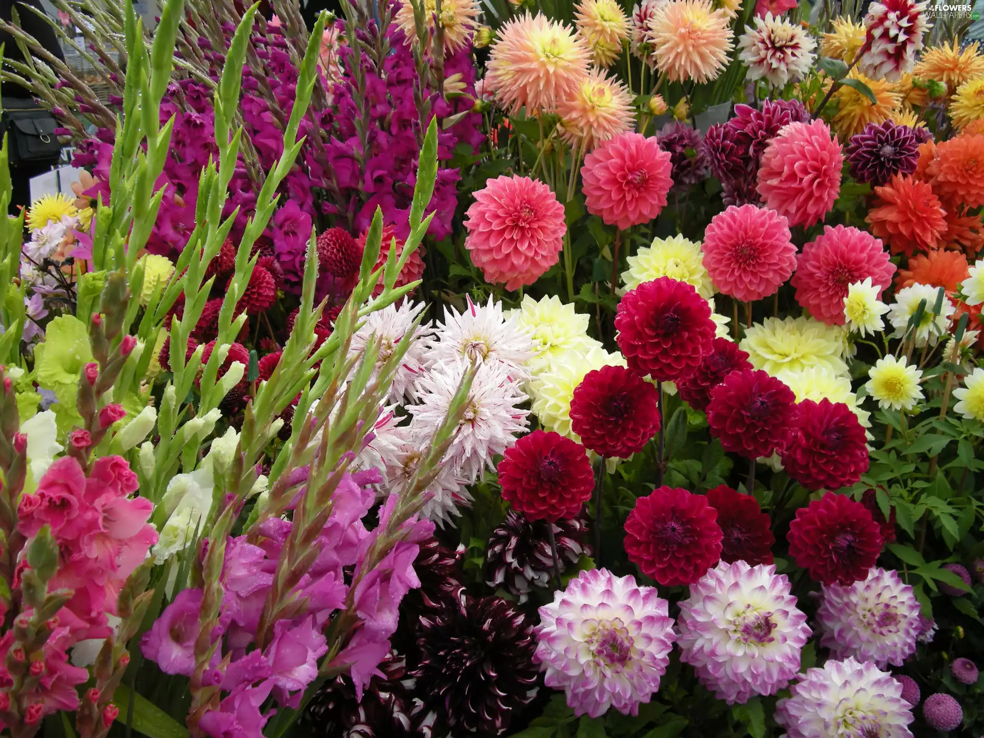 gladioli, Flowers, dahlias