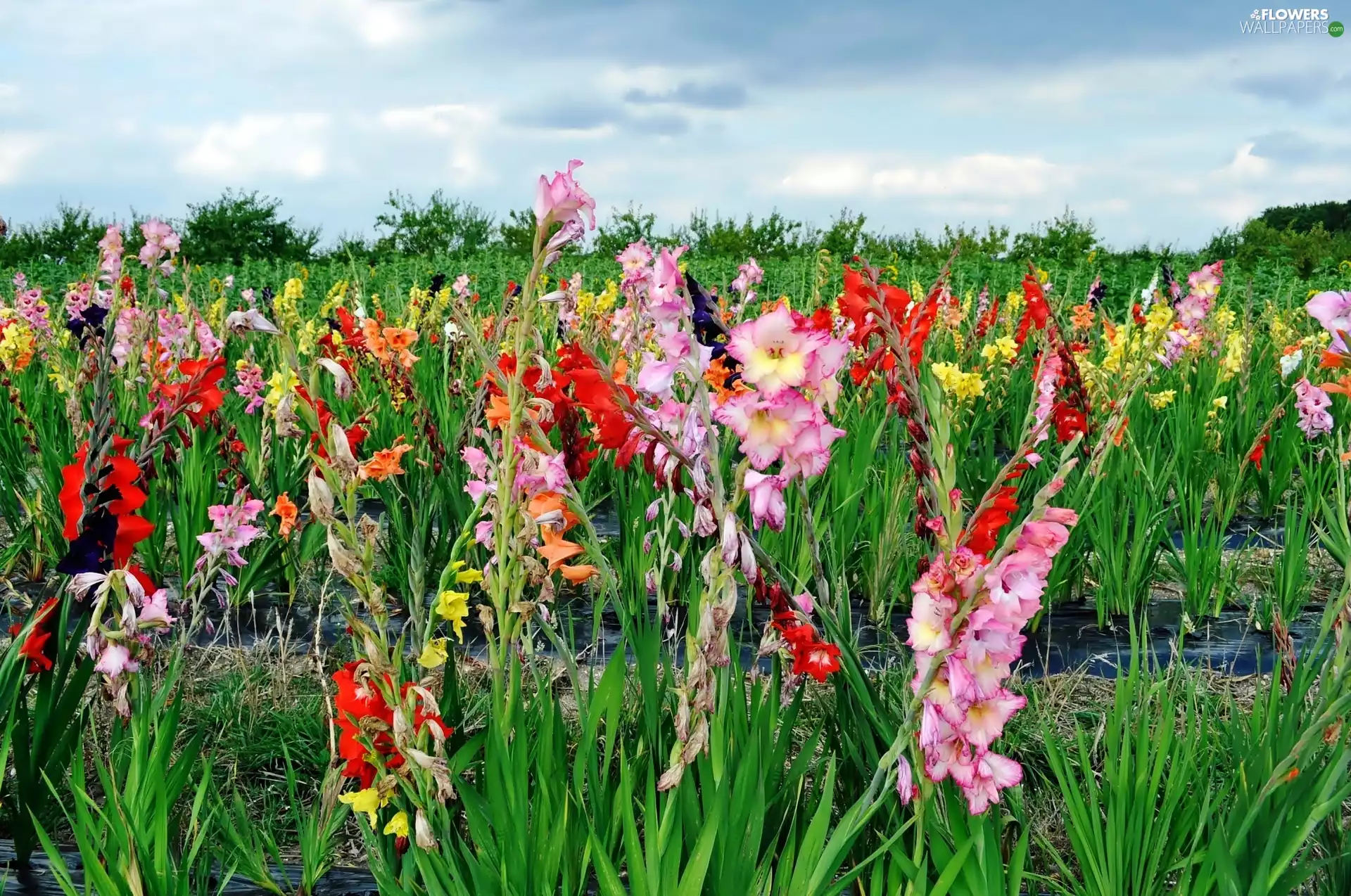 gladioli, Meadow, Flowers