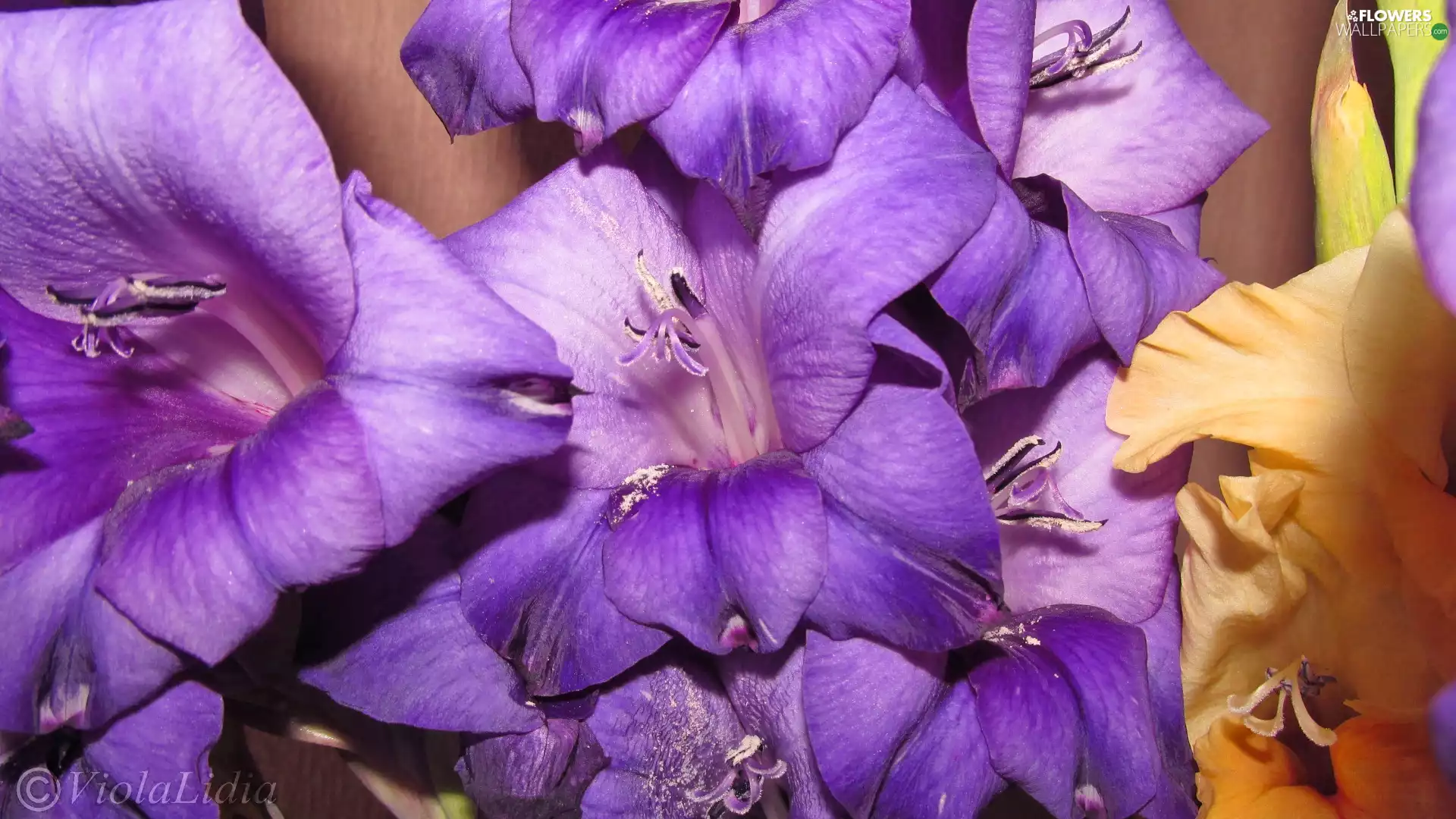 gladioli, purple, Yellow
