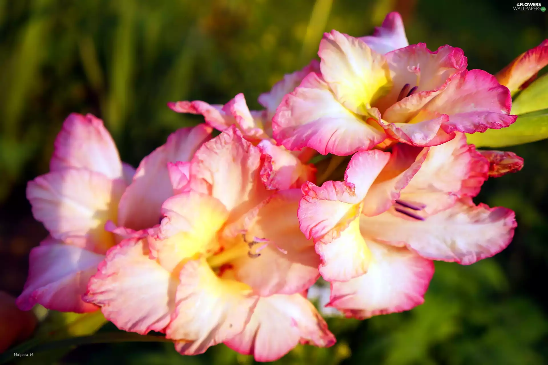 gladiolus