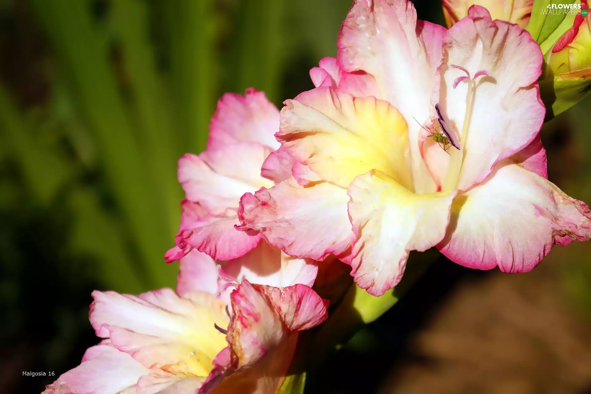 gladiolus