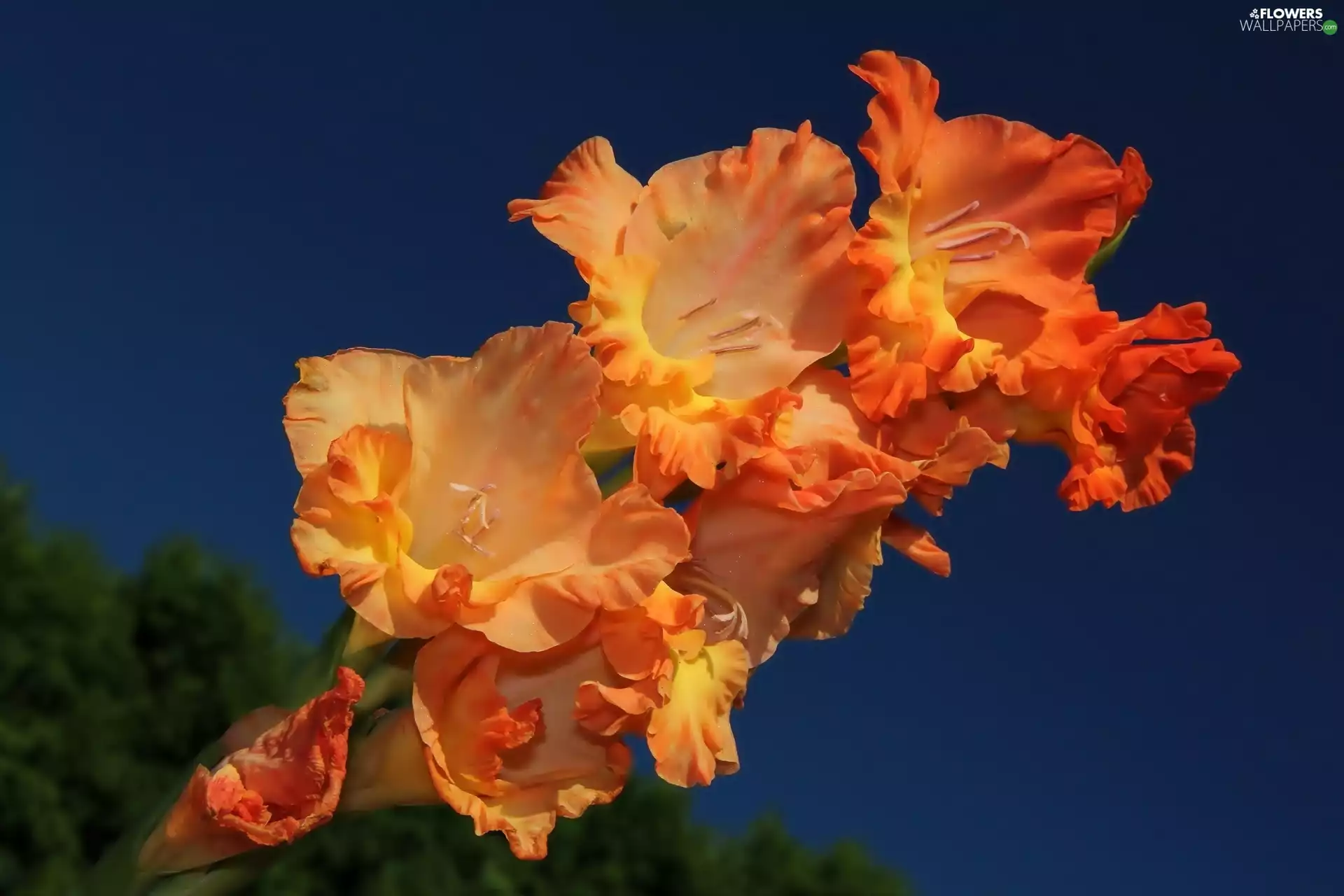 gladiolus, Close